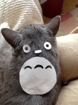 Illustration for article titled How To Turn Your Cat into Totoro